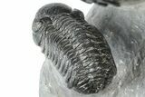 Cluster Of Three Trilobites (Hollardops & Austerops) - Ofaten, Morocco #365714-6